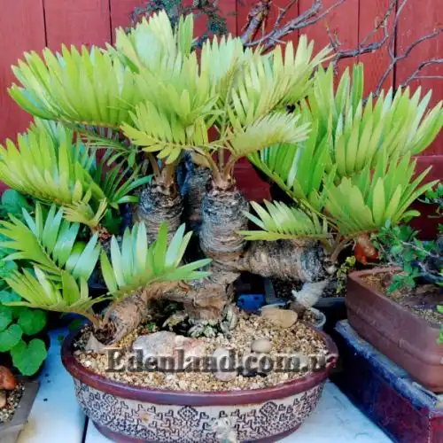 Изображение Замия шершавая - Zamia furfuracea 