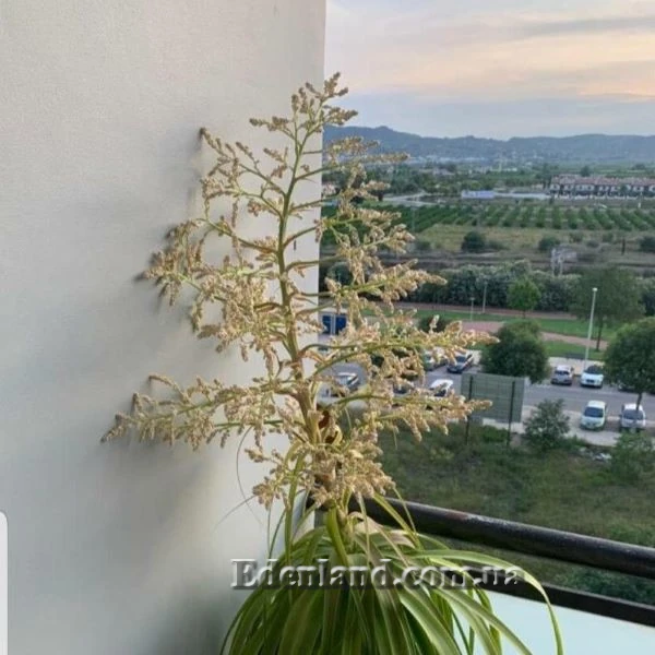 Зображення Бокарнея гватемальська - Beaucarnea guatemalensis 