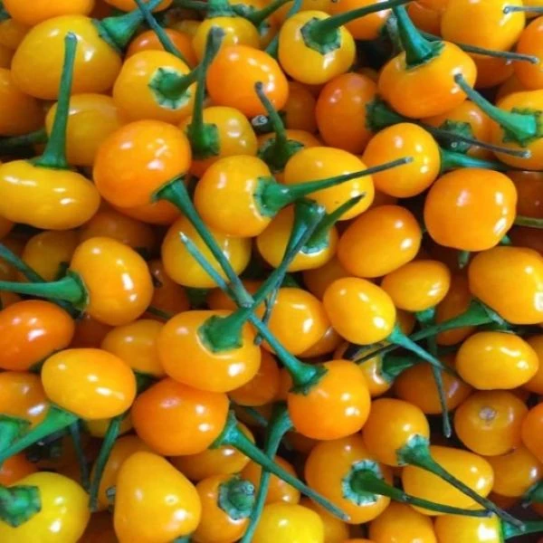 Зображення Перець Аджі Чарапіта жовтий  - Aji Charapita Yellow