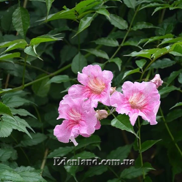 Изображение Подранея Рикасоля - Podranea ricasoliana