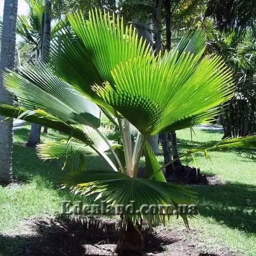 Изображение Притчардия тихоокеанская - Pritchardia pacifica