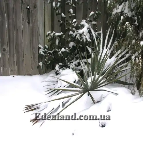 Зображення пальма взимку