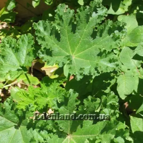 Мальва кудрявая - Malva crispa