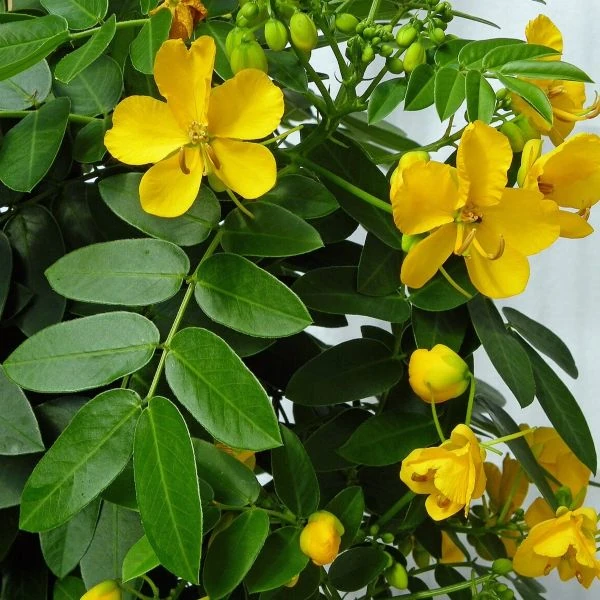 Изображение Сенна щитковидная - Senna corymbosa 