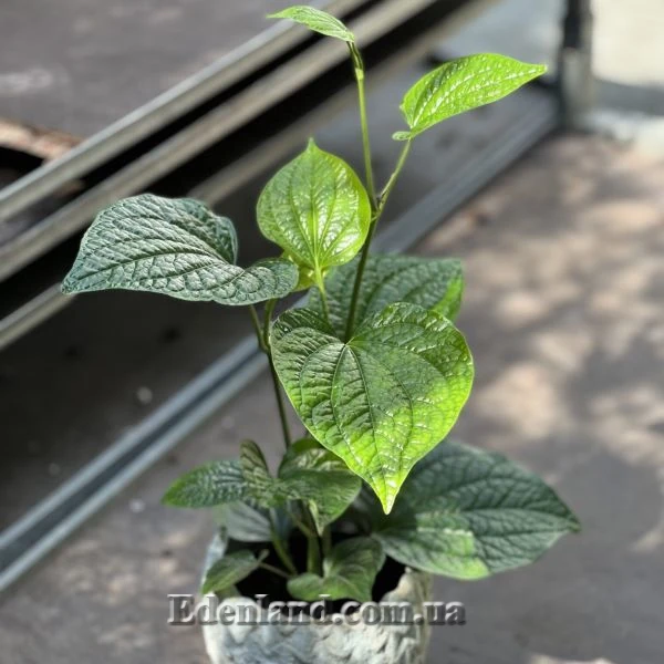 Зображення Перець гілчастий  - Piper sarmentosum