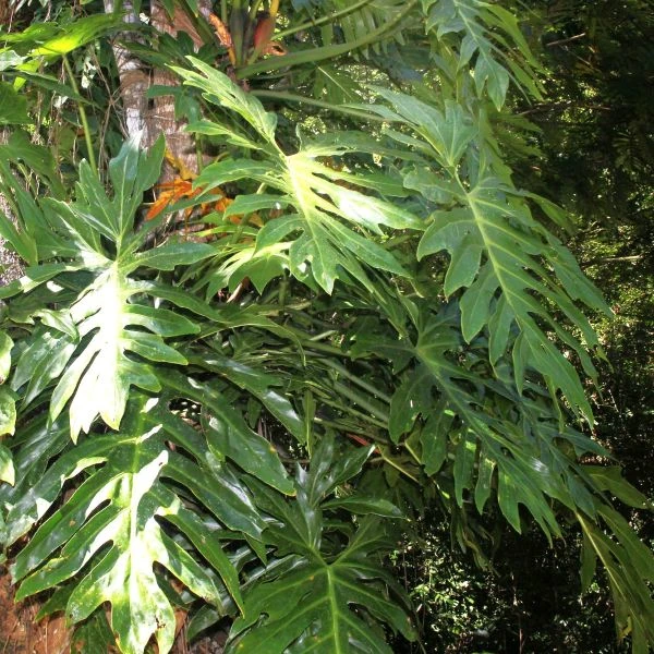 Зображення Філодендрон променистий - Philodendron radiatum 
