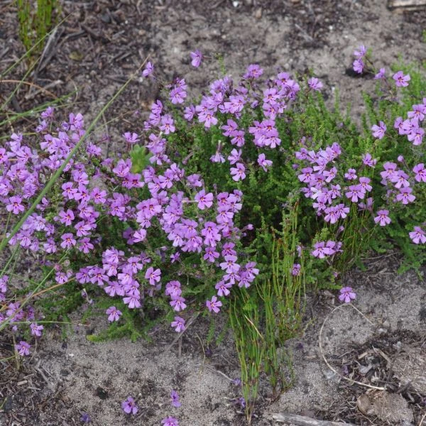 Джеймсбриттения мелколистная - Jamesbrittenia microphylla   