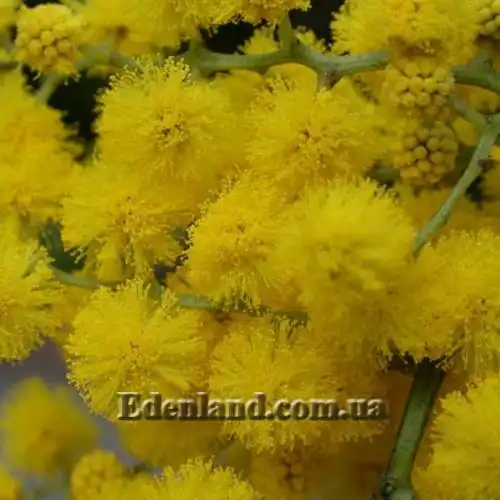 Изображение Акация крупножелезчатая - Acacia macradenia