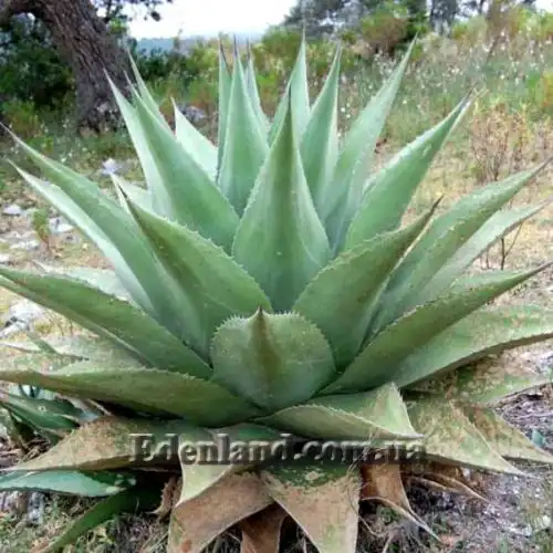 Изображение Агава Джентри - Agave gentryi