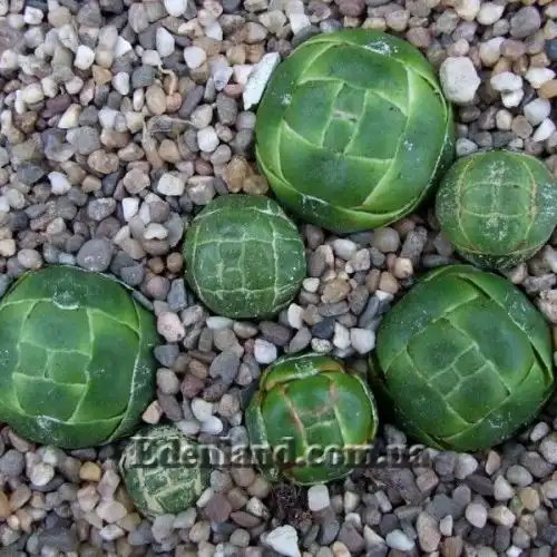 Изображение Крассула столбчатая - Crassula columnaris