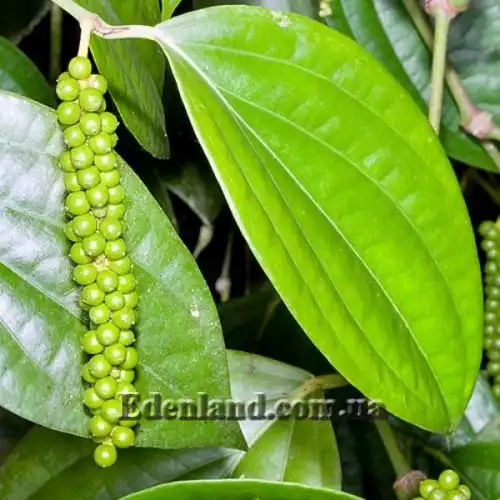 Зображення Перець чорний - Piper nigrum 