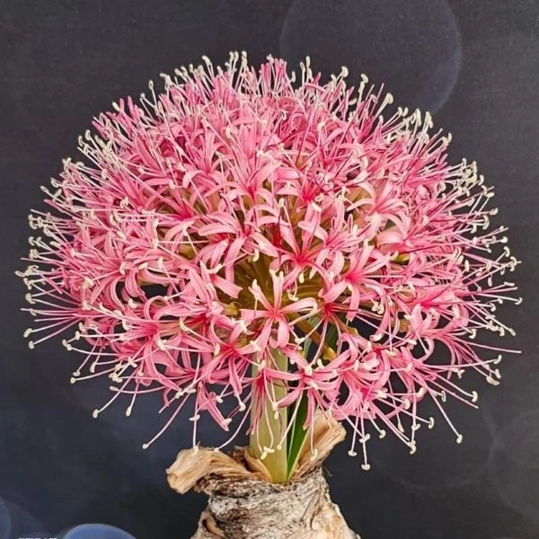 Изображение Боофона двухрядная  - Boophone disticha