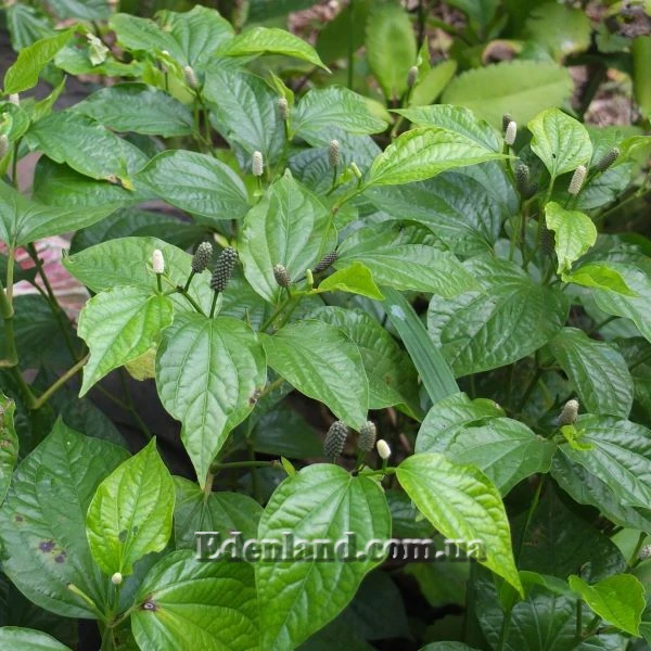 Зображення Перець гілчастий  - Piper sarmentosum