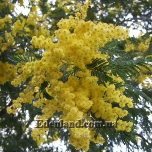 Изображение Акация беловатая (серебристая) - Acacia dealbata
