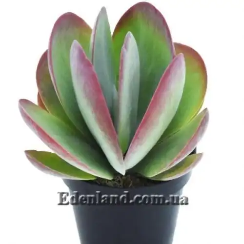 Изображение Каланхоэ Лусия - Kalanchoe luciae