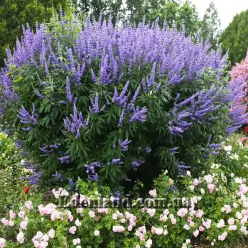 Изображение Витекс священный  - Vitex agnus - castus