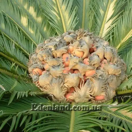 Изображение Цикас поникающий - Cycas revoluta