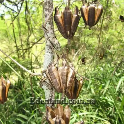 Зображення Аристолохія елегантна - Aristolochia elegans