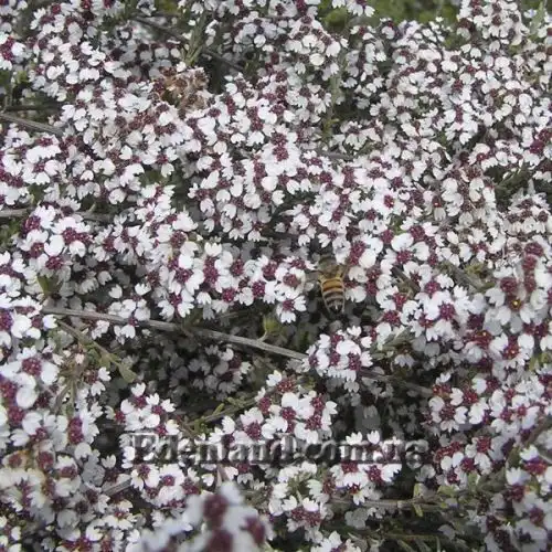 Зображення Еріоцефалус африканський - Eriocephalus africanus