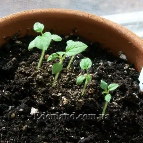 Зображення Пасльон сидячоквітковий (Топіро, Кокона) - Solanum sessiliflorum