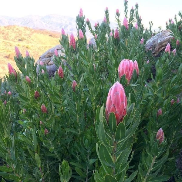 Зображення Протея компактна - Protea compacta 