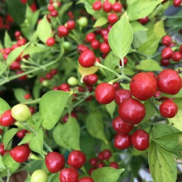 Зображення Перець Аджі Чарапіта червоний  - Aji Charapita Red