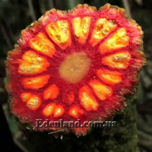 Изображение срез плода