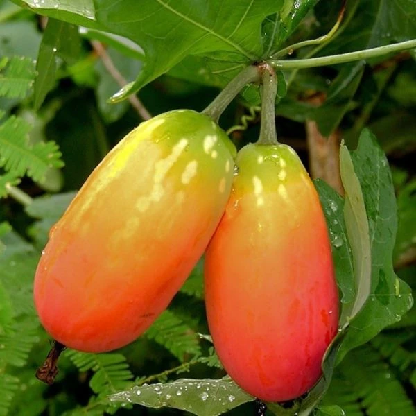 Кокциния сидячелистная - Coccinia sessilifolia
