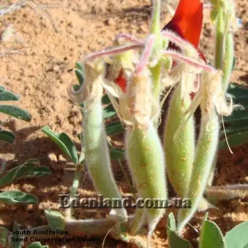 Изображение созревающие плоды