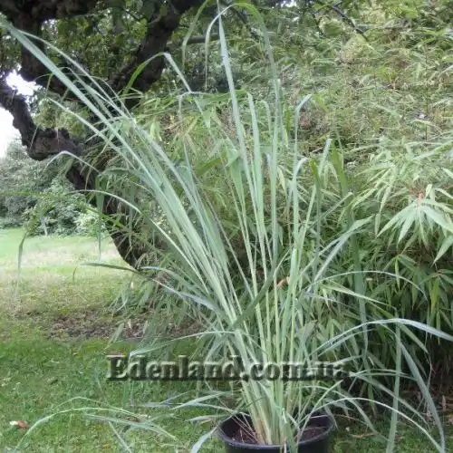 Изображение Цимбопогон извилистый - Cymbopogon flexuosus