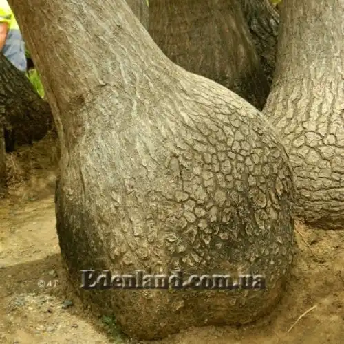 Изображение Бокарнея отогнутая - Beaucarnea recurvata