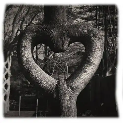 Изображение Цирк деревьев