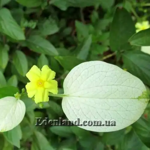 Изображение Псевдомуссенда желтая - Pseudomussaenda flavа