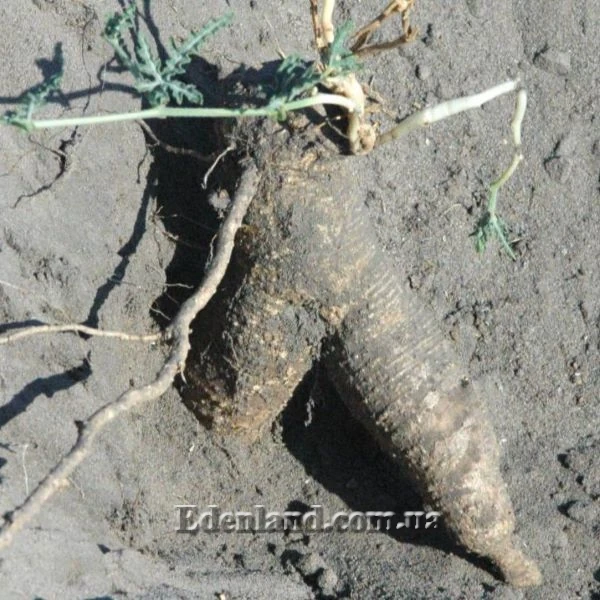 Изображение корень