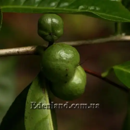 Зображення Камелія китайська, Чайний кущ - Camellia sinensis