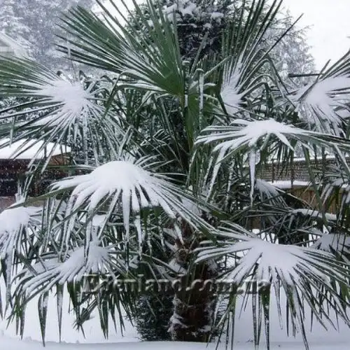 Изображение Трахикарпус Форчуна - Trachycarpus fortunei