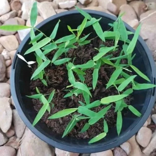 Изображение Дендрокаламус прямой - Dendrocalamus strictus 