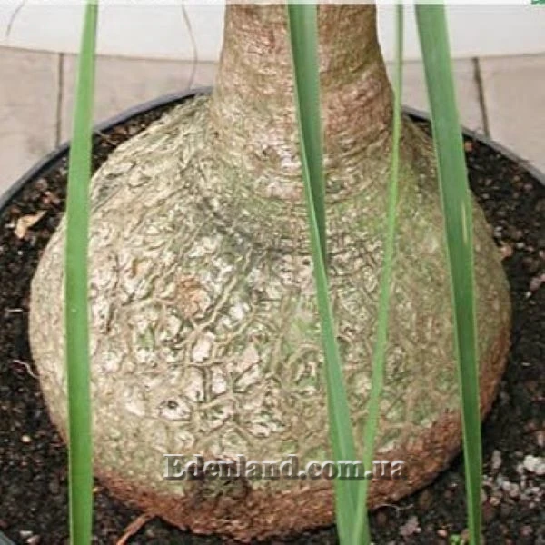 Зображення Бокарнея гватемальська - Beaucarnea guatemalensis 