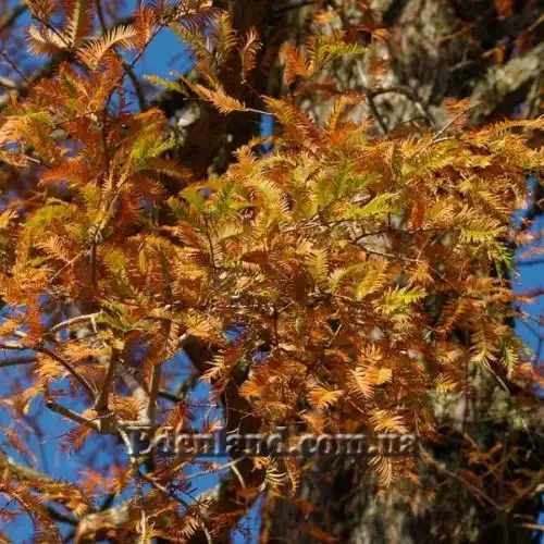 Зображення Метасеквоя гліптостробоподібна - Metasequoia glyptostroboides