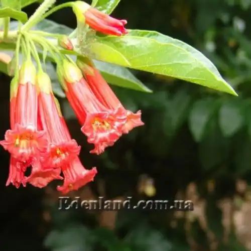 Изображение Иохрома фуксиевидная - Iochroma fuchsioides 