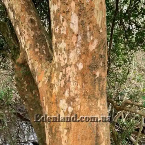 Изображение Блефарокаликс Круксханкса - Blepharocalyx cruckshanksii