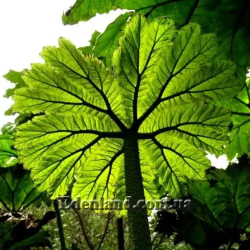 Изображение лист (вид снизу)