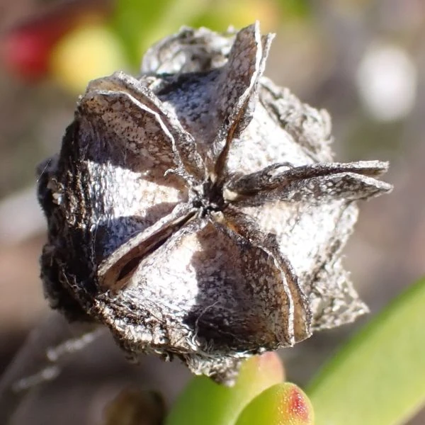 Зображення дозріла насіннєва коробочка