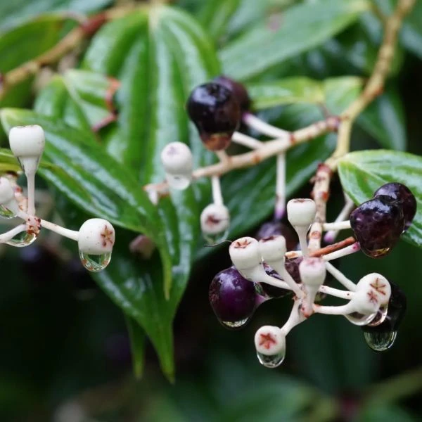 Зображення Кавендішія кереме  - Cavendishia quereme 