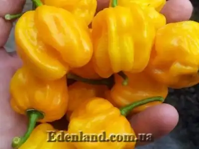 Пополнение коллекции магазина Edenland отличными семенами! Декабрь 2019
