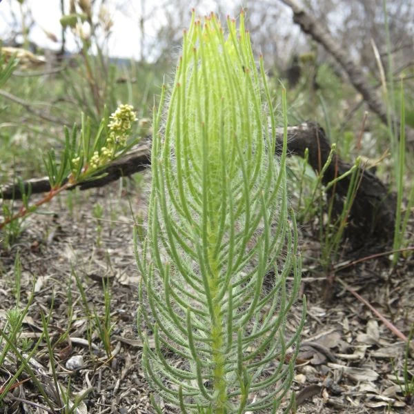 Изображение молодое растение