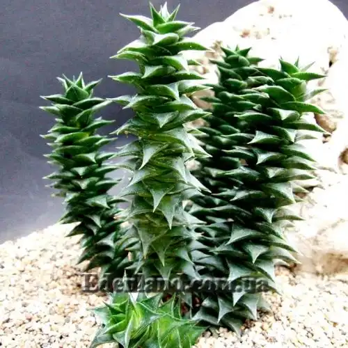 Изображение Астролоба листочковая - Astroloba foliolosa