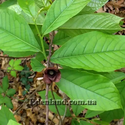 Изображение Азимина трехлопастная - Asimina triloba