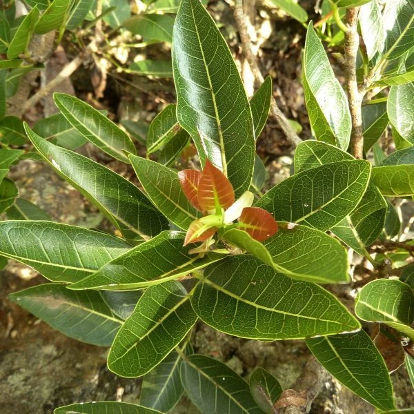 Зображення Фікус величезний - Ficus ingens 