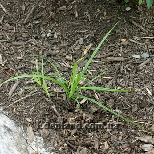 Изображение молодые растения